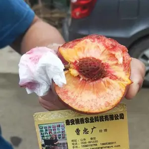 黑妹桃价格 非洲黑妹桃图片