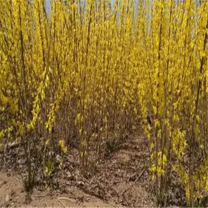 一亩地种植当年连翘苗多少棵,连翘树苗单株多少斤,连翘苗价格