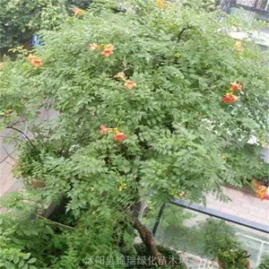 ��������1����2����3���ִ� ����ͥԺѧУ���黨��װ�� ����ֲ��