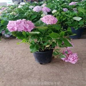 无尽夏绣球花 庭院公园观赏花卉 花色丰富 盆栽工程苗木