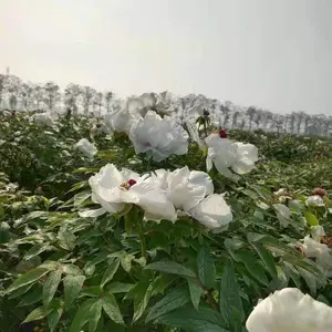 ҩ��ĵ������ԭ�����������