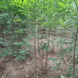 陕西商洛二乔苗木榆树小苗种植基地装车价格,2米高榆树苗基地,榆树小苗产地报价