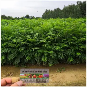 �ӱ��㴻�������� �ӱ��㴻����۸� �����ں����㴻���繩Ӧ