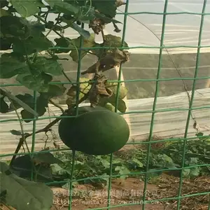 ��̩������ Χǽ�� Χǽ��˿��
