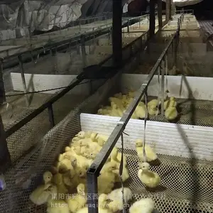 ���������糧�� ��Ʒ�ֶ���������� �������� �������
