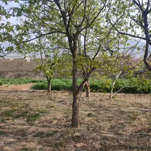 山西柿子树产地报价=出售10公分柿子树=15公分柿子树=20公分柿子树产地价格