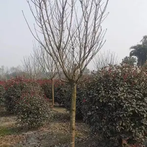 �Ĵ�ӣ������ ����8����ӣ��������ľ �ձ���ӣ�� ��