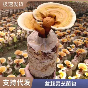 盆栽灵芝菌包批发 活体灵芝盆栽 赤灵芝菌种苗 可食用观赏灵芝花