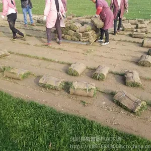 马尼拉草坪行情，草坪多少钱一平方，草坪庭院美化