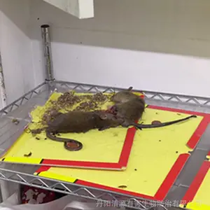 �򽭵���������������������������������Ч��***��