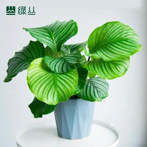网红阔叶小清新植物苹果竹芋-武汉绿植花卉盆栽-武汉同城配送到家