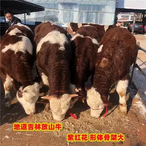 五百斤的 西门塔尔牛犊 要多少钱