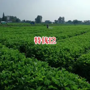 ��Ӧ����ɣ6��ɣ��
