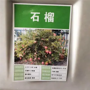大花地园林 石榴树种子 基地自产自销 量少可快递 石榴树小苗