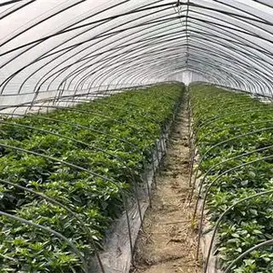 海南农用薄膜批发厂家 山东省守正塑业供应