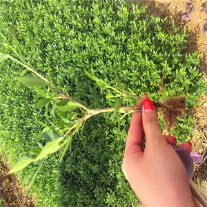 广东河源幼苗的价格咨询优惠