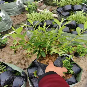 重庆高新区杜鹃杯苗基地让利销售