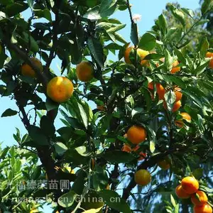 苏州别墅庭院果树批发 苏州果树苗圃基地 地产石榴树 橘子树(桔子)枇杷树