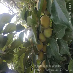 ����Ե ��÷�۸� ÷�ӹ� �����ȫ