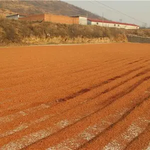 哪里出售酸枣种子(河北沧州)什么地方出售酸枣仁,2021年酸枣仁价格行情