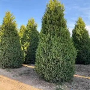 �Ĵ��̻����ش������� Բ������ ���ڹ�Ĺ��԰ ��·������̻�