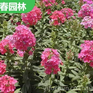 �޸���»�� ���л�̳�̻����̻��� ɫ������ �����Ը� �׳ɻ�