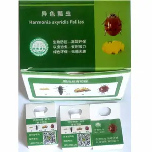 天敌昆虫异色瓢虫卵卡活体捕食***果蔬园艺花卉蚜虫介壳虫等害虫