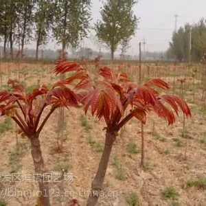 基地直销 优质香椿苗 品种齐全 量大从优 香椿苗
