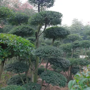 小叶女贞造型基地销售中心