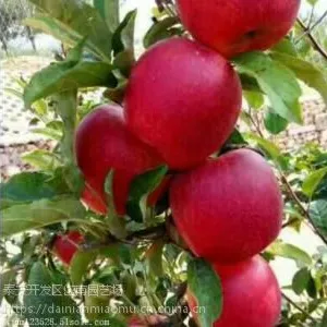 ��״ƻ������������ ��״ƻ�������Ǯ ��״ƻ����������