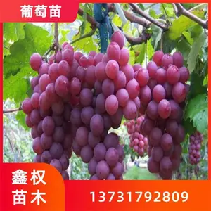 茉莉香葡萄苗 先挖现卖 种植基地 新品种嫁接苗 鑫权苗木