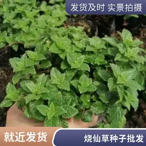 儿时的回忆 夏天爱吃的烧仙草果冻 解暑又解馋
