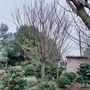 ����Ư�����ձ���ӣ ��Ʒ�� ��ӣҲ�� ���ع������