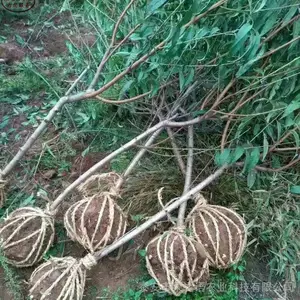 中油蟠3号桃树苗批发、中油蟠3号桃树苗种植管理