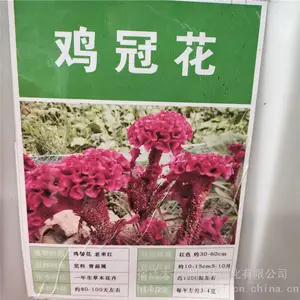 鸡冠花种子价格 多少钱一斤 哪里有卖的