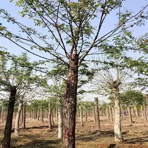 河北刺槐 保定刺槐 博野刺槐 八里庄刺槐