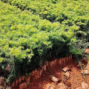 1至2年杉木杯苗 九江刺杉袋苗供应基地 产地批发