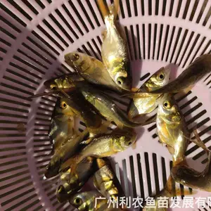 ���Ǵ�ͷ�������� �ɹǻ������� 3-4������ͷ�� ������ֳ��ֵ��