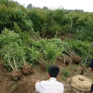 1�׻�ʯ�� ���߳����䲻ʵ ����ƤΪ���� Ҳ���˻������� ������ʯ��
