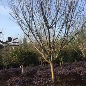 早樱与晚樱的区别,樱花树批发,樱花树种植基地,樱花树行情,哪里有樱花树