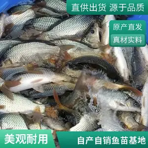 内蒙古包头乌海本地草鱼苗草鱼种鲤鱼鱼苗养殖场直销 15cm大规格 水库放养