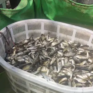 河南鱼苗批发 水产研究鱼苗孵化大型基地 黄河滩千亩鱼苗苗种产业基地