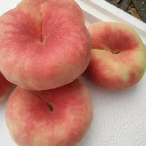 ��Ʒ��ë����� ë�������Ʒ�� ��Ӧ��������ֲ ��ũ��ľ