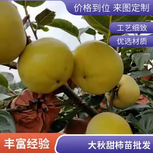 �ձ�̫�����ӹ����� ����ֱ�ӳ�Ʒ�ֲ���������Դ��ֲ������