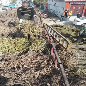 ��ׯũҵ�����㴻��������߲������㴻�����㴻��������