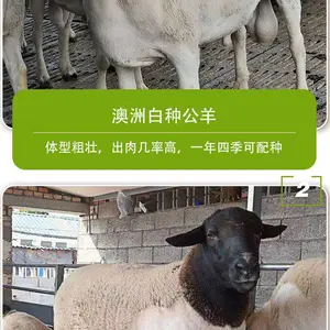 �½�����������̥�ĺ��ĺ�����ĸ��ͼ۳����ź��ӽ��ĺ��ӽ���̥ĸ��Լ��ģ��ֳ����