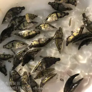���������������� �泡***