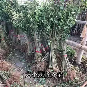 ��ҶŮ������ ͥԺΧǽ �����ֲ�� �ļ����� СҶŮ����