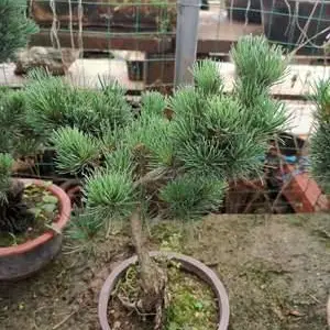 �ձ��辰 ���ɼ޽Ӷ�ͷ������С������ļ�����
