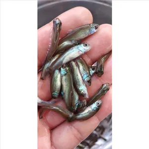 淡水鲜活须岁鱼_成活***活体丁桂鱼苗_原蓝丁桂鱼苗报价